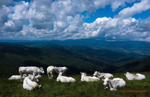 Tuscany, Loro Ciuffenna Mountain Bike&walking - Foto 5
