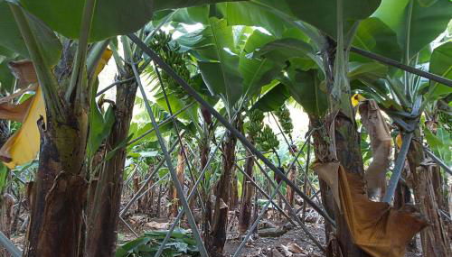 Casa Alto Santo António - Foto 5