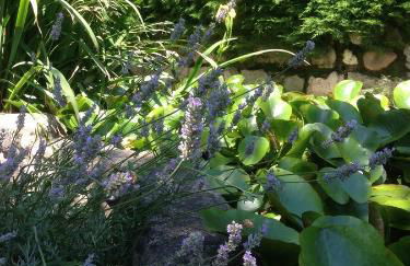 Il Pioppo Antico - Photo 68