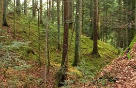 Fewo Fuchs - Foto 34