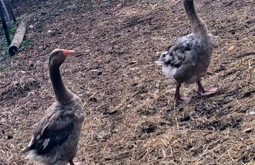 LO CANTO - Piscine & Spa - Près d'Albi et Cordes - Foto 79