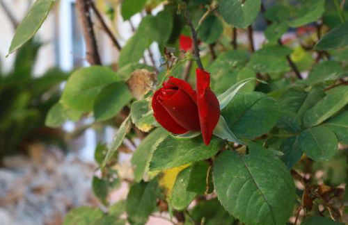 Villa Tres Palmeras en Alfaz del Pi , Albir, Benidorm - Photo 66
