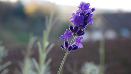 Haus Der Malerin Andrea Gawaz - Foto 5