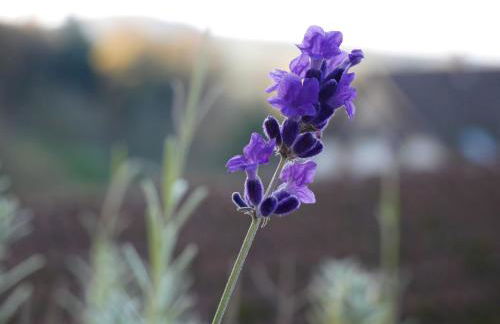 Haus Der Malerin Andrea Gawaz - Foto 5