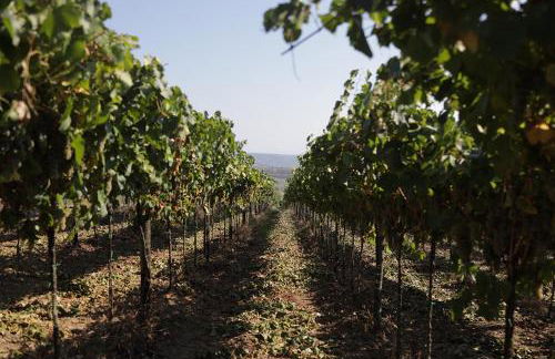 Agriturismo Colle Tripio - Foto 44