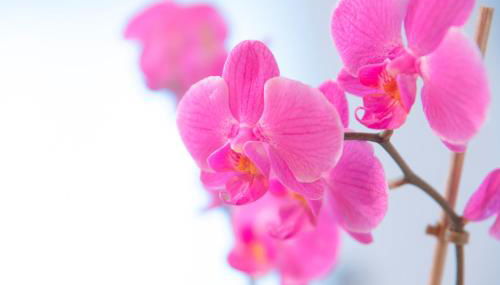 Cjase al Tistignar - Foto 3