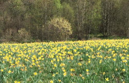 Villa Holgenbach - Penthouse und Ferienwohnung im Nationalpark Eifel - Foto 69