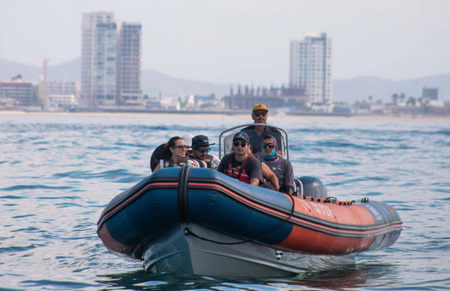 Whale watching a Mazatlán + Museo della Balena - Foto 3