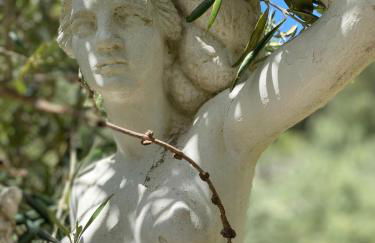 Oliveto e mare - Foto 35