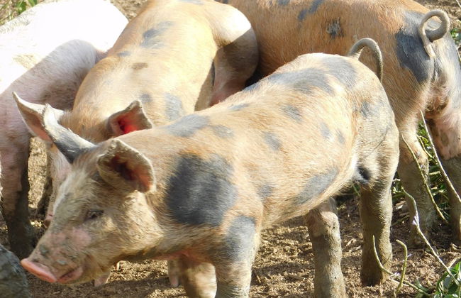 La Petite Ferme - Foto 10