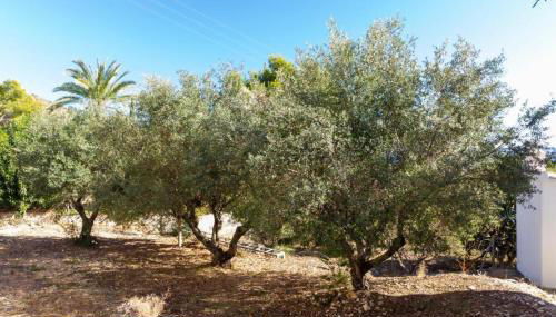 Chalet Los Olivos con piscina - Foto 2