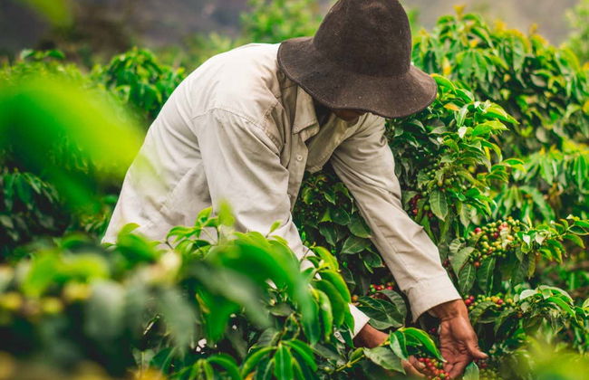Tour del café orgánico por la finca Rainforest - Foto 6