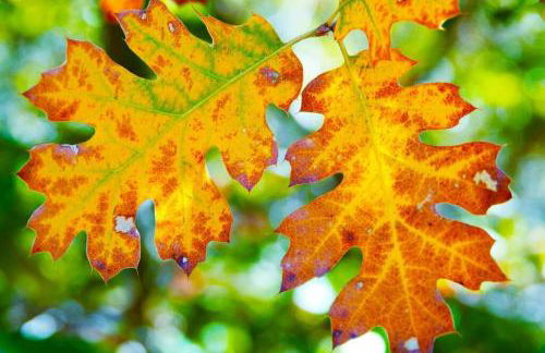 Pine Hills Cabin in Julian - Foto 50