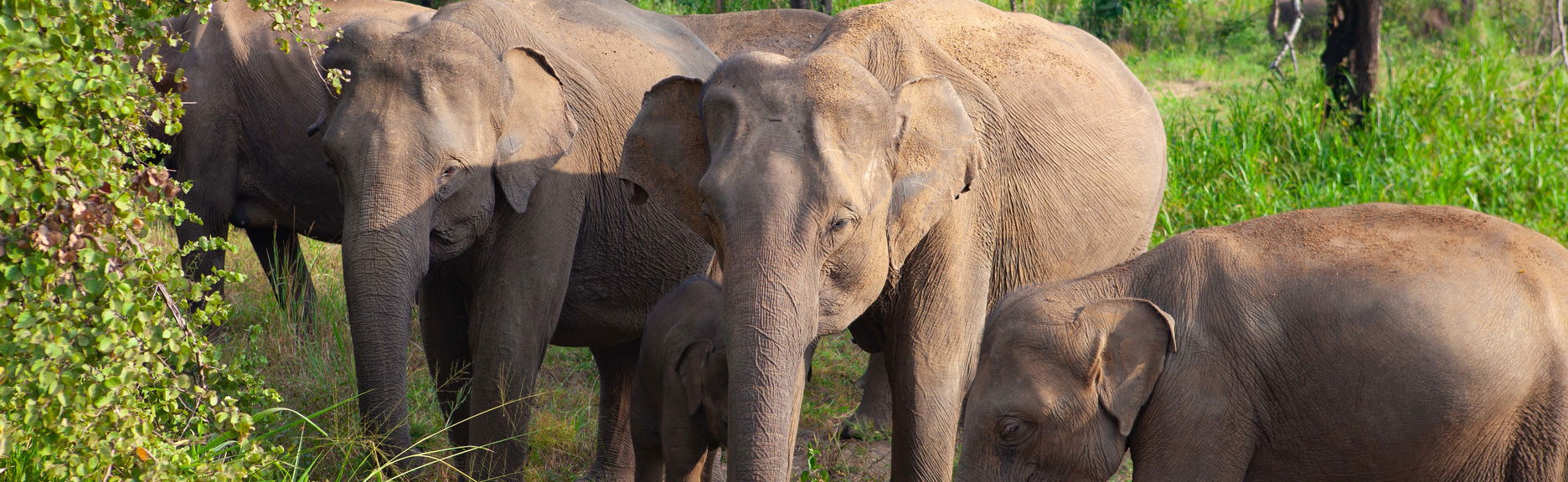 Hurulu Eco Park Private Safari