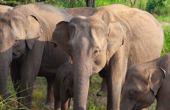Safari privé au Parc écologique de Hurulu - Photo 1