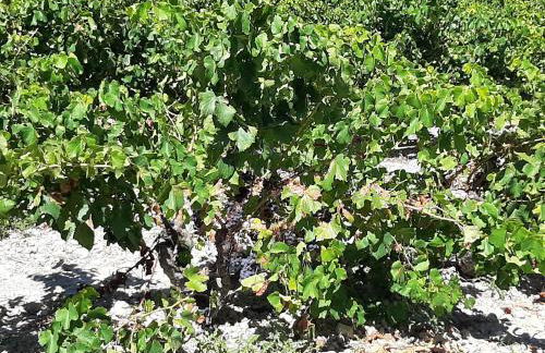 Casa Rural Garnacha de Borja has a Barbacue and Terrace - Foto 132