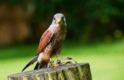 Bird House - Sleep with the Owls! - Foto 19