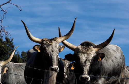 Agriturismo Le Calle - Foto 30