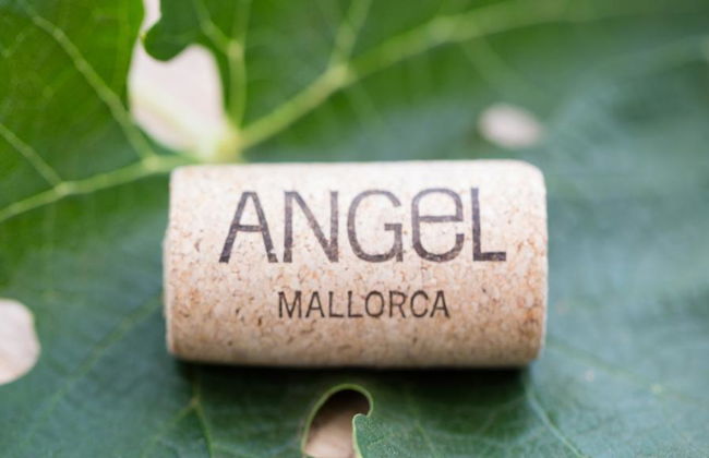 Visitar Bodegas Angel com Degustação de Vinhos - Foto 3