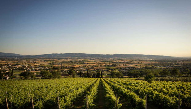 Degustazione di vino all'aria aperta - Foto 3