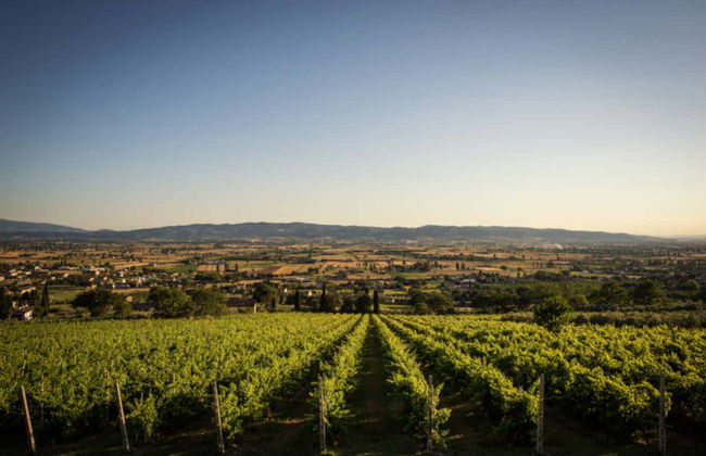 Degustazione di vino all'aria aperta - Foto 3