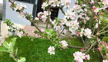 Ferienwohnung Seerose - Foto 3