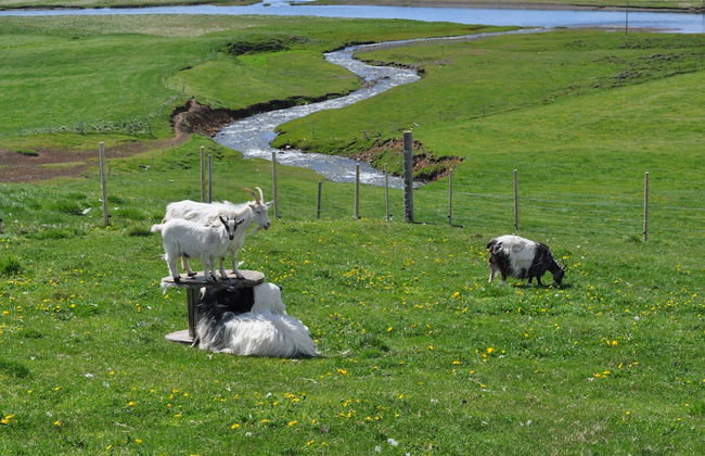 Stóra Ásgeirsá Guesthouse - Foto 14