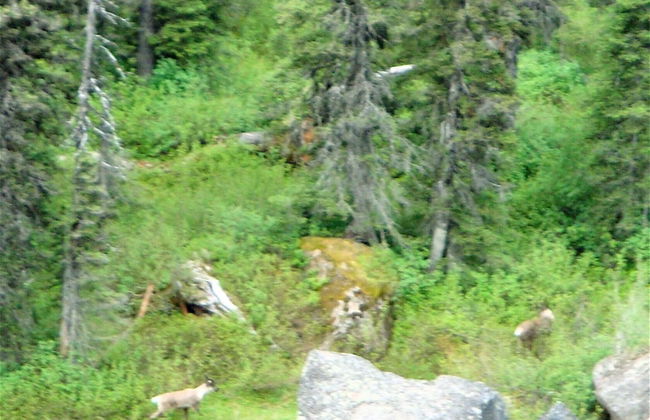 Snowy Mountain Lodge - Foto 14