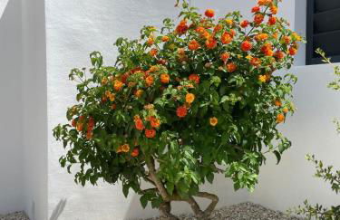 Casa Belle - Photo 13