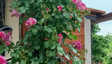 Colle Perazzoni - Foto 2