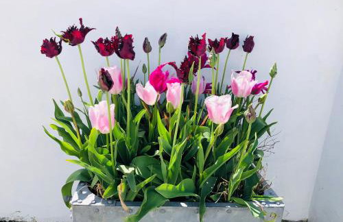 Red Kite Cottage - Foto 9