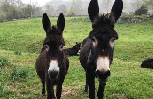 Cabaña pasiega reformada - Foto 19