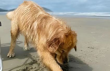 Casinhas Terõ - - Foto 25