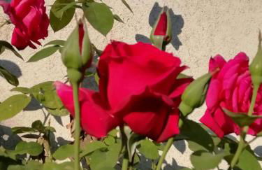 Agroturisme MAS CAN FONT - Foto 20