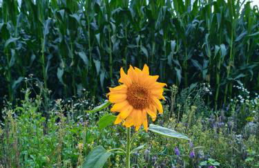 Meereszauber - Wo Urlaub Wellen schlägt & Herzen leuchten - Dein sonniger & ruhiger Ankerplatz, an dem sich Steilküste, Strand & Ostseeblick vereinen - Foto 22
