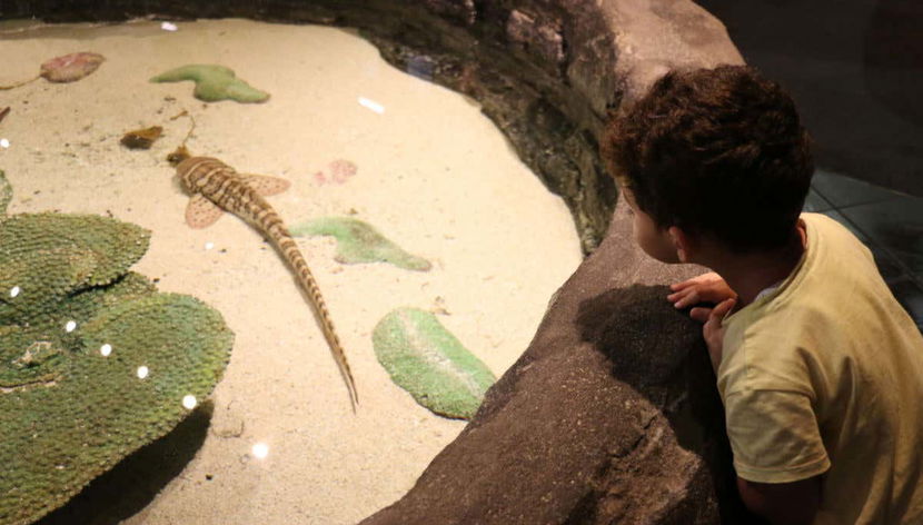 Aprendendo sobre a vida marinha