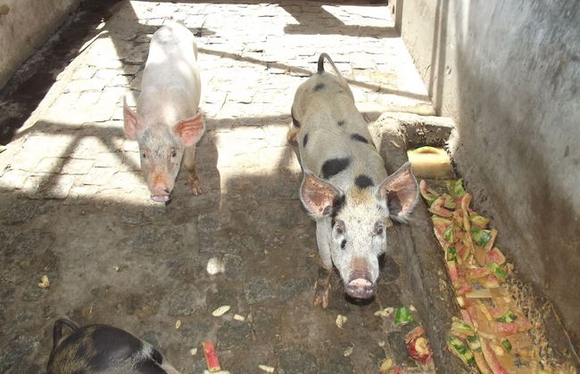 Hotel Fazenda Recanto - Foto 26