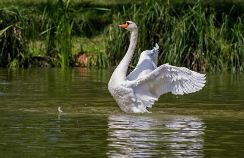 The Lodge - 2 acres of garden with hot tub and fire pit and BBQ - Foto 16