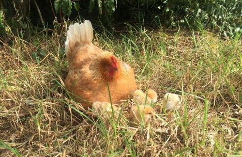 Quinta das Almas - Photo 24