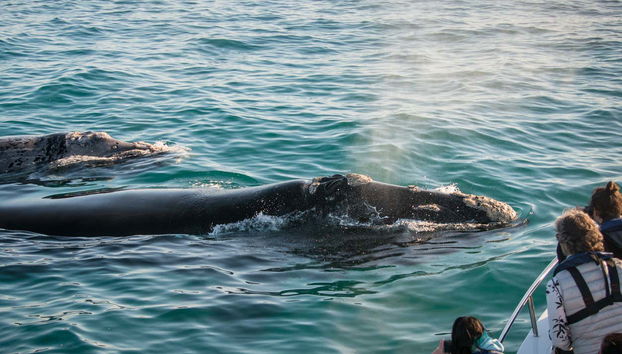 Le balene australi si avvicinano alla barca