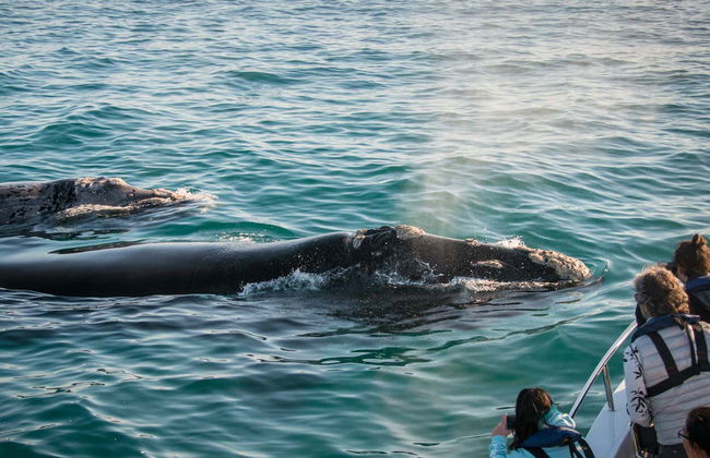 Avistamiento de ballenas en Knysna - Foto 4