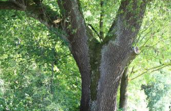 Ferienwohnung am Walnussbaum - Foto 30