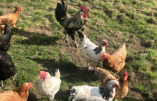 Auszeit mit Weitblick in der Sächsischen Schweiz - kleiner Bauernhof mit Tieren und Wallbox - Foto 34