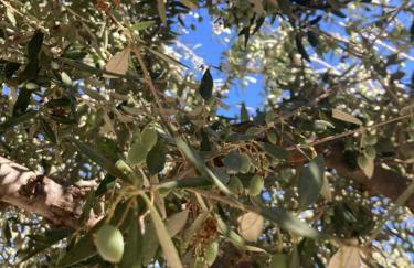 Villa Batsheva Private and Detached - Photo 18