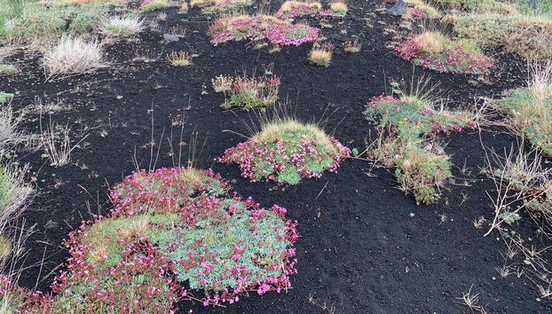 Admiring the local flora