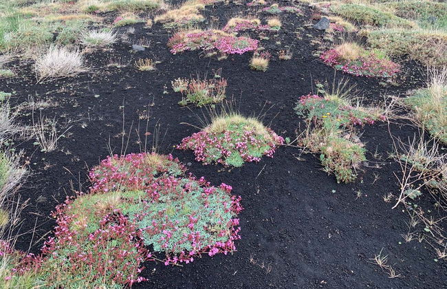 Tour en 4x4 por el Etna - Foto 3