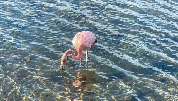 Excursión a Rincón - Foto 5, Veréis diferentes especies durante el tour