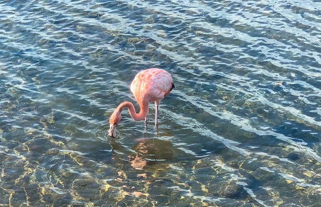 Escursione a Rincón - Foto 5