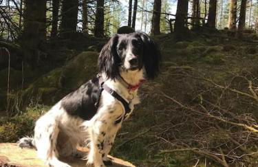 Squirrels Wood Lodge, nr Glencoe, dog friendly - Foto 54