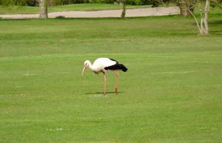 Ferienhaus unter Reet im Heidedorf Sankt Dionys bei Lüneburg - Foto 27